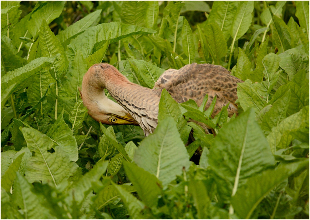  Purpurreiher (Ardea purpurea)