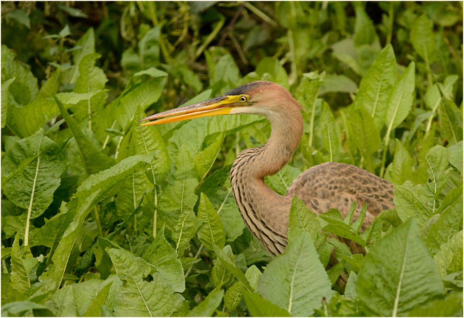  Purpurreiher (Ardea purpurea)