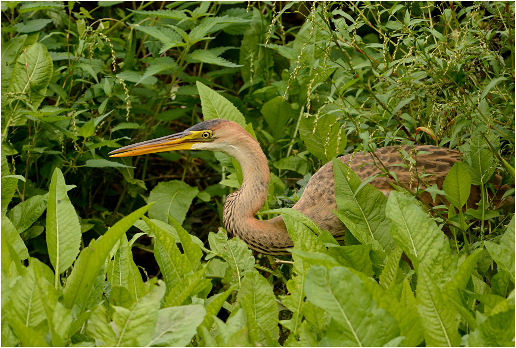  Purpurreiher (Ardea purpurea)