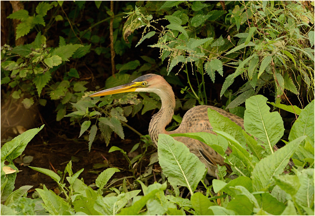  Purpurreiher (Ardea purpurea)
