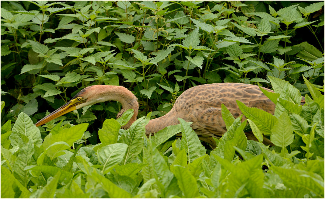  Purpurreiher (Ardea purpurea)
