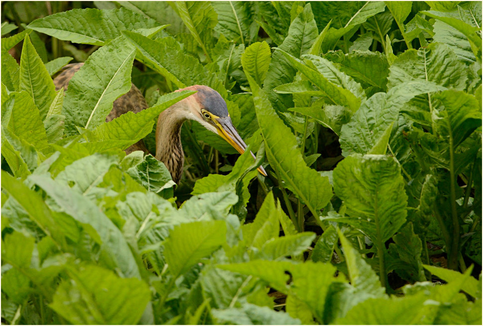  Purpurreiher (Ardea purpurea)
