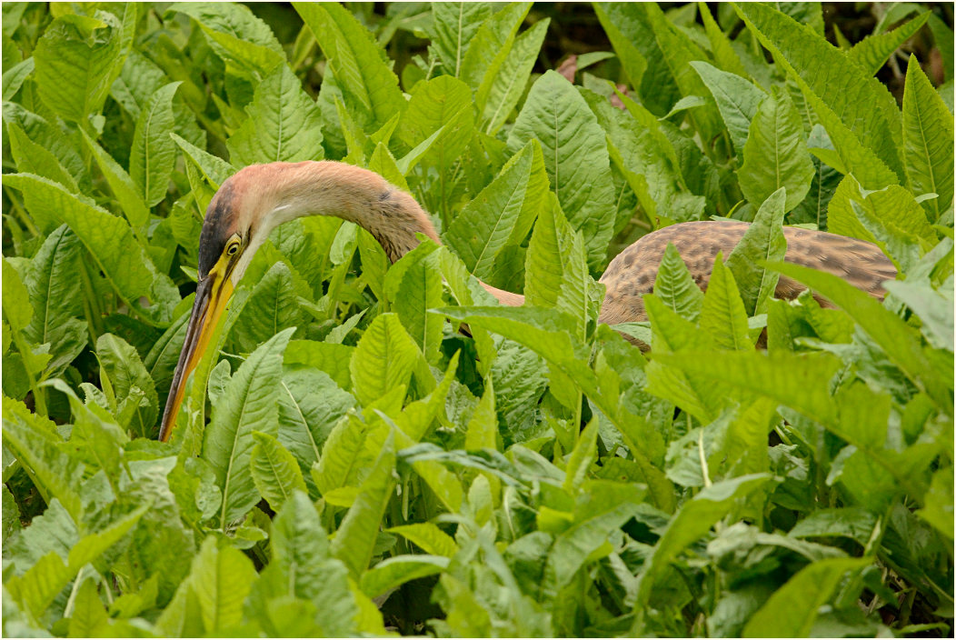  Purpurreiher (Ardea purpurea)