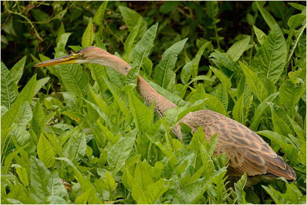  Purpurreiher (Ardea purpurea)