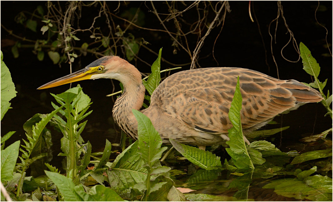  Purpurreiher (Ardea purpurea)