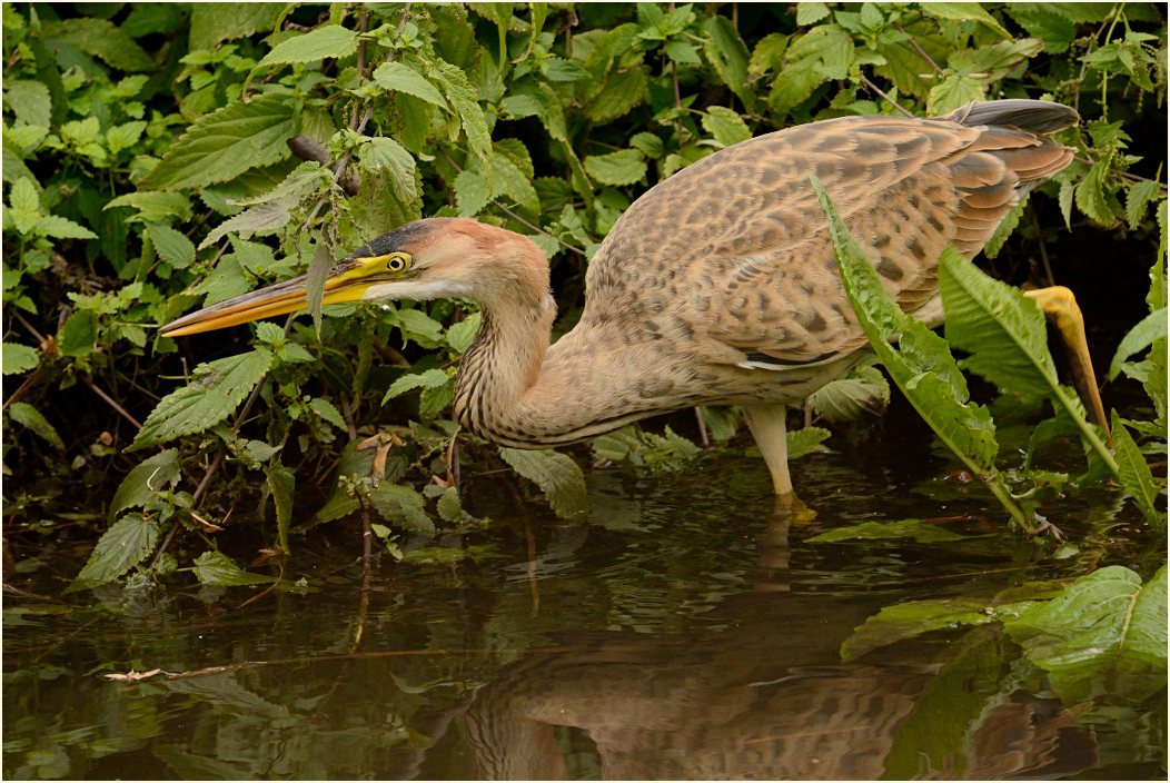  Purpurreiher (Ardea purpurea)