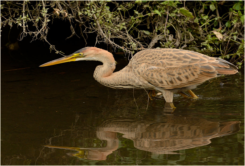  Purpurreiher (Ardea purpurea)