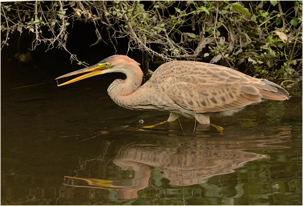  Purpurreiher (Ardea purpurea)