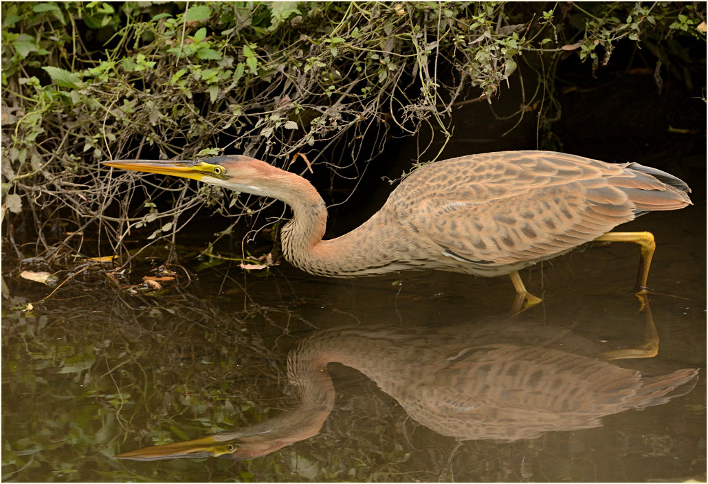  Purpurreiher (Ardea purpurea)