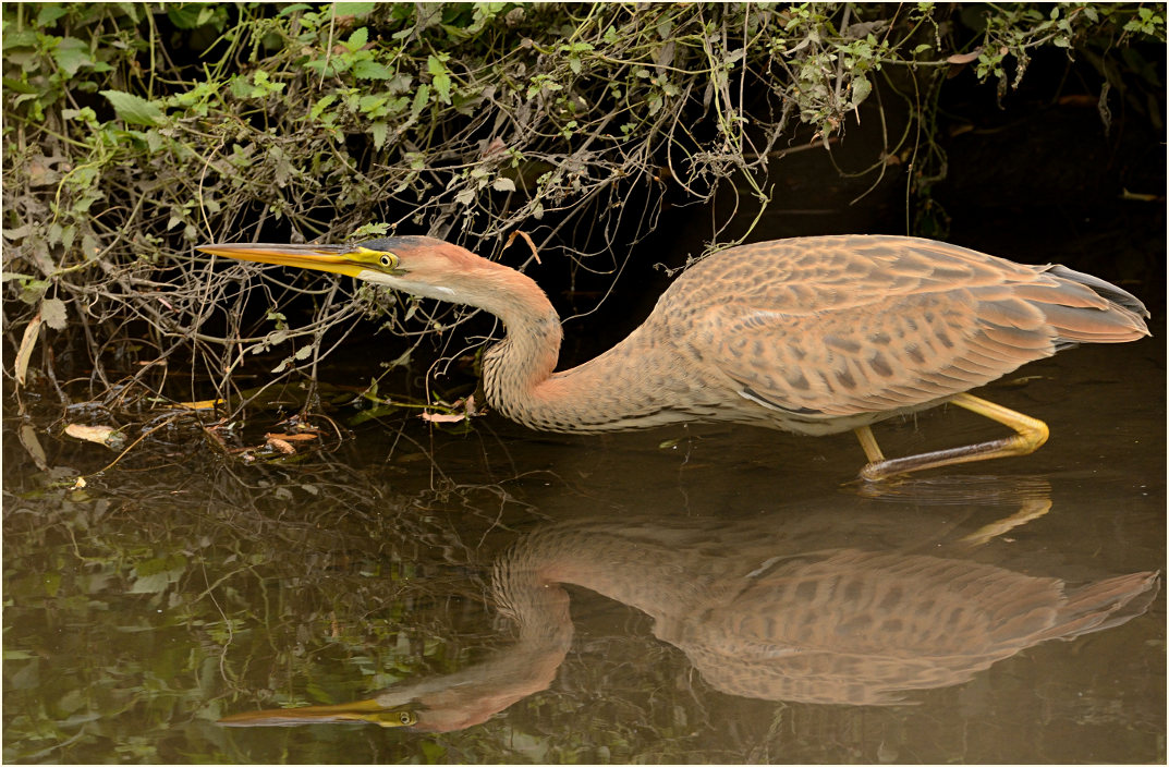  Purpurreiher (Ardea purpurea)
