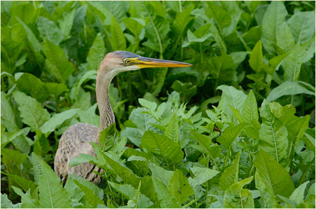  Purpurreiher (Ardea purpurea)