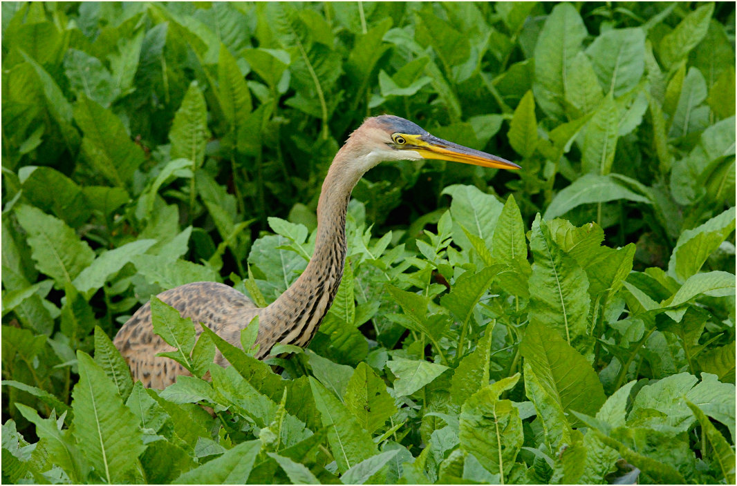  Purpurreiher (Ardea purpurea)