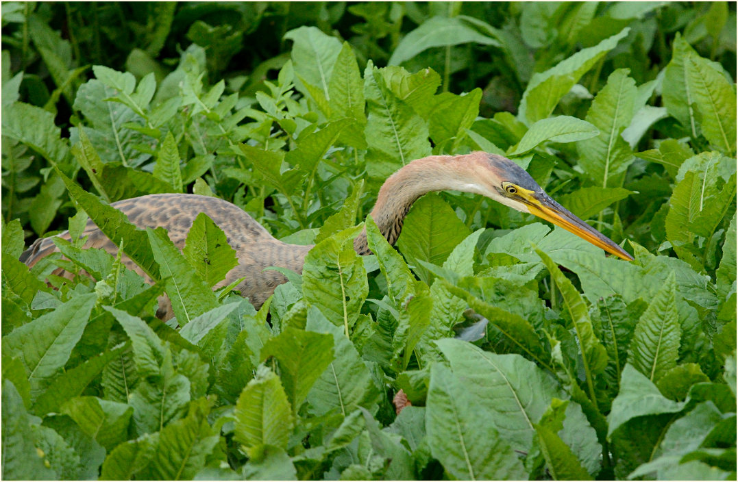  Purpurreiher (Ardea purpurea)
