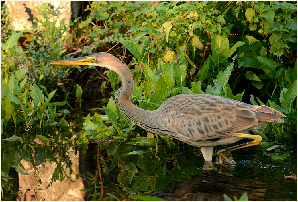  Purpurreiher (Ardea purpurea)