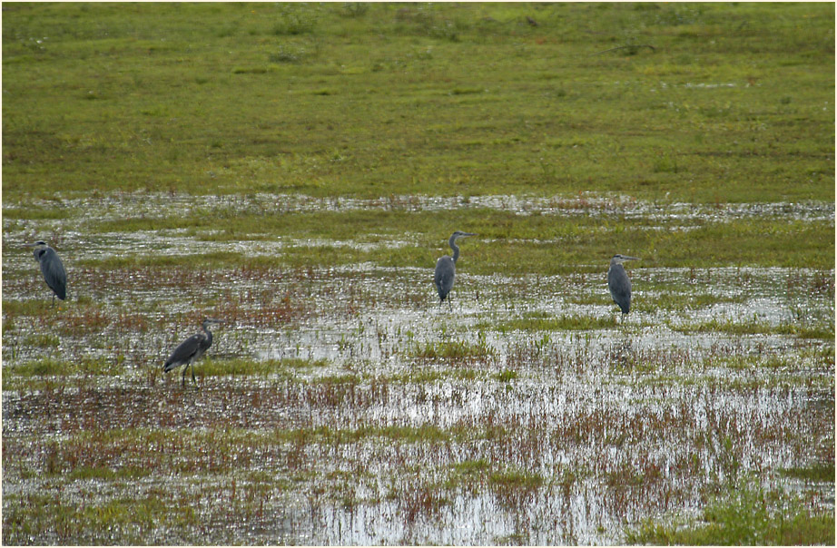 Am Regenr&uuml;ckhaltebecken Flughafen D&uuml;sseldorf