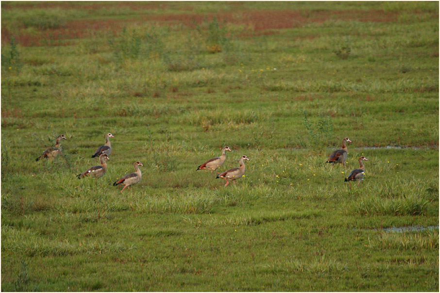 Am Regenr&uuml;ckhaltebecken Flughafen D&uuml;sseldorf