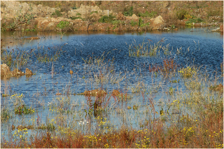 Am Regenr&uuml;ckhaltebecken Flughafen D&uuml;sseldorf