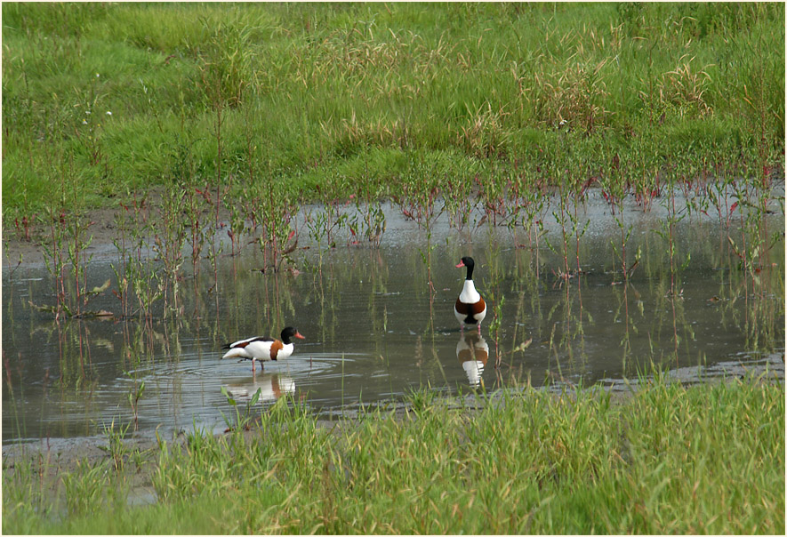 Brandganspaar am Regenr&uuml;ckhaltebecken Flughafen D&uuml;sseldorf