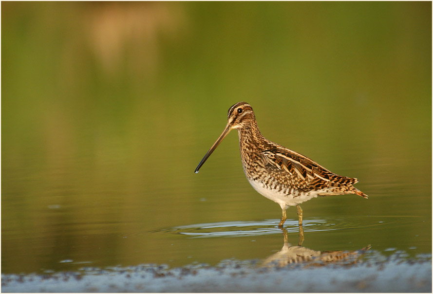 Bekassine am Regenr&uuml;ckhaltebecken Flughafen D&uuml;sseldorf