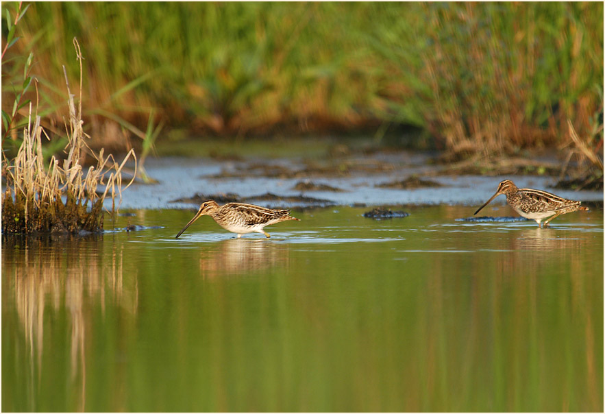 Bekassinen am Regenr&uuml;ckhaltebecken Flughafen D&uuml;sseldorf