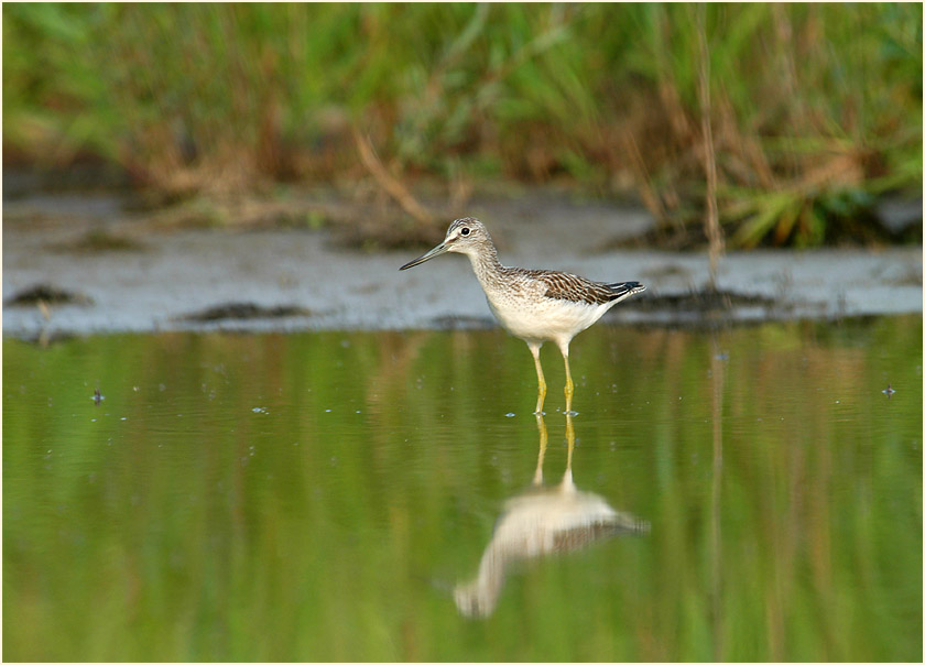 Gr&uuml;nschenkel am Regenr&uuml;ckhaltebecken Flughafen D&uuml;sseldorf
