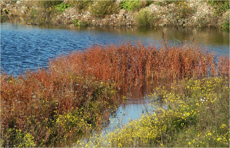 Regenr&uuml;ckhaltebecken Flughafen D&uuml;sseldorf
