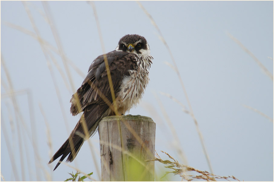 Baumfalke am Regenr&uuml;ckhaltebecken Flughafen D&uuml;sseldorf