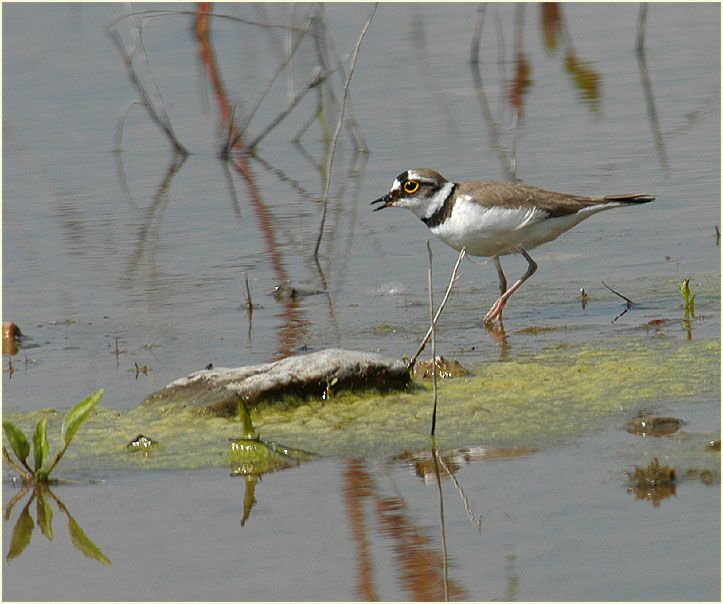 Flu&szlig;regenpfeifer am Regenr&uuml;ckhaltebecken Flughafen D&uuml;sseldorf