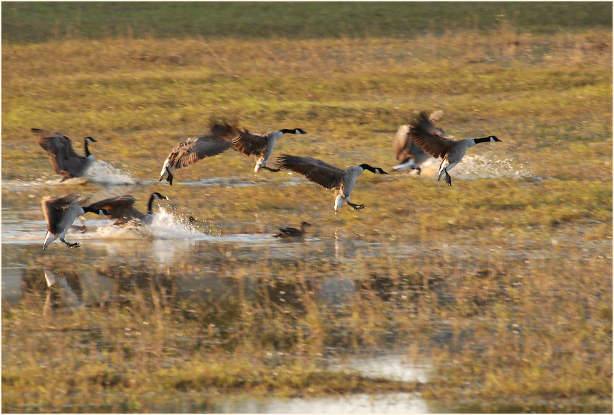 Kanadag&auml;nse am R&uuml;ckhaltebecken n&auml;he Flughafen D&uuml;sseldorf
