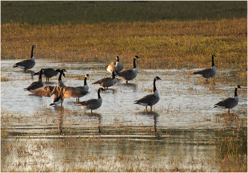 Kanadagänse am Rückhaltebecken nähe Flughafen Düsseldorf