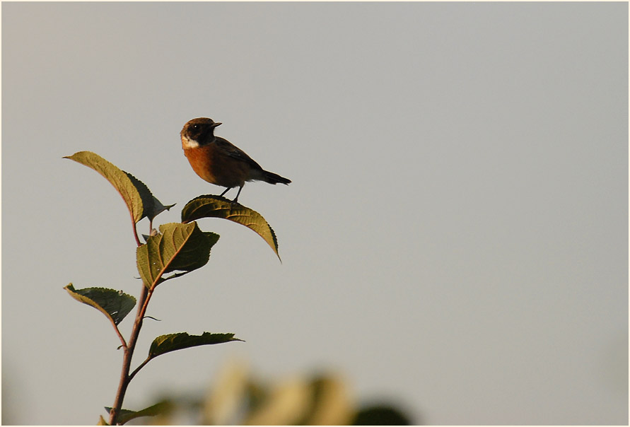 Schwarzkehlchen am Rückhaltebecken nähe Flughafen Düsseldorf