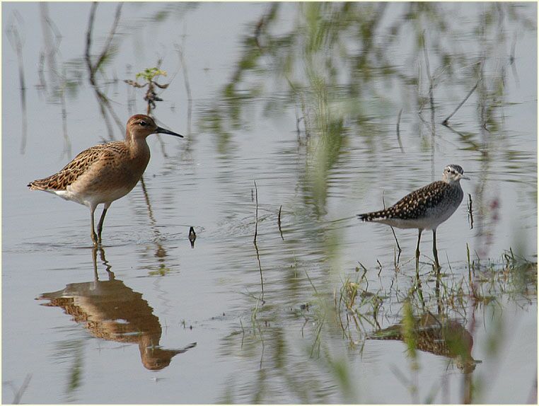 Kampfl&auml;ufer und Bruchwasserl&auml;ufer am R&uuml;ckhaltebecken n&auml;he Flughafen D&uuml;sseldorf