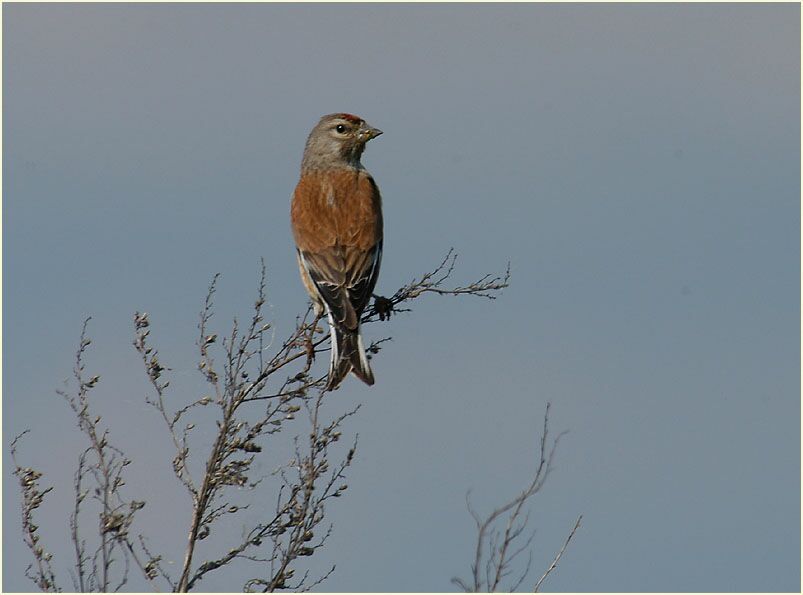 Bluth&auml;nfling am R&uuml;ckhaltebecken n&auml;he Flughafen D&uuml;sseldorf