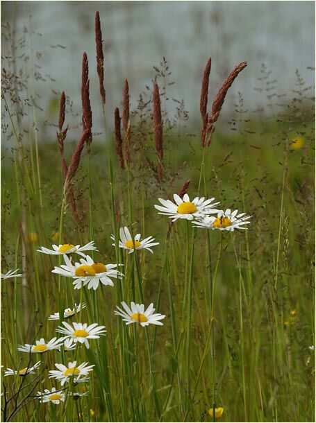 Wildblumen am Regenrückhaltebecken Flughafen Düsseldorf