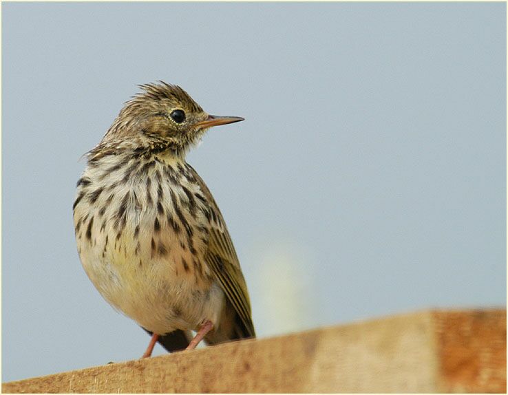 Wiesenpieper am Rückhaltebecken nähe Flughafen Düsseldorf