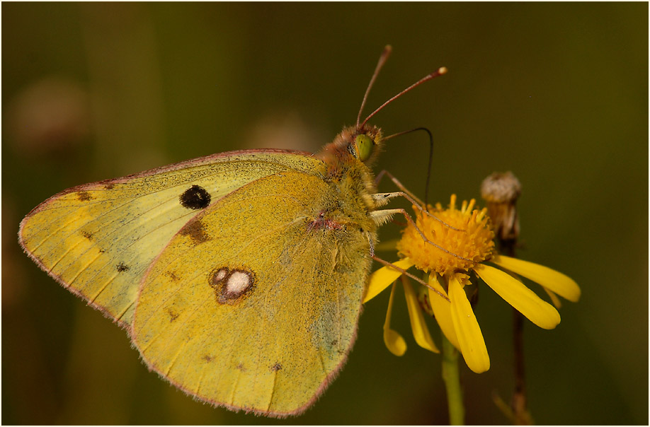Goldene Acht am Rückhaltebecken nähe Flughafen Düsseldorf