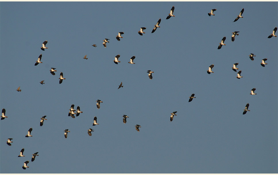 BKiebitze am R&uuml;ckhaltebecken n&auml;he Flughafen D&uuml;sseldorf