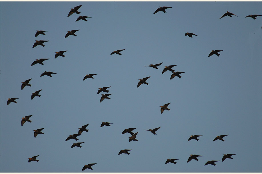 Stare am Rückhaltebecken nähe Flughafen Düsseldorf