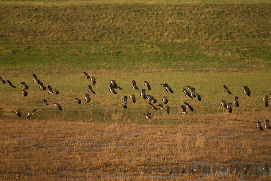 Kiebitze am R&uuml;ckhaltebecken n&auml;he Flughafen D&uuml;sseldorf