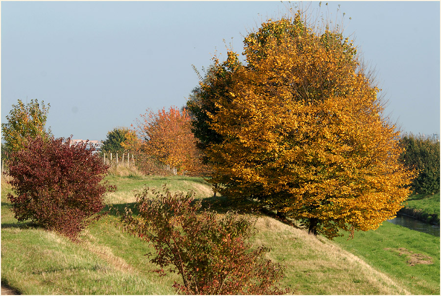Herbst am Rückhaltebecken nähe Flughafen Düsseldorf