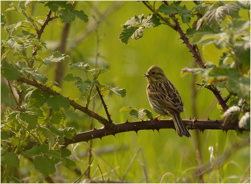 Goldammer am Rückhaltebecken nähe Flughafen Düsseldorf