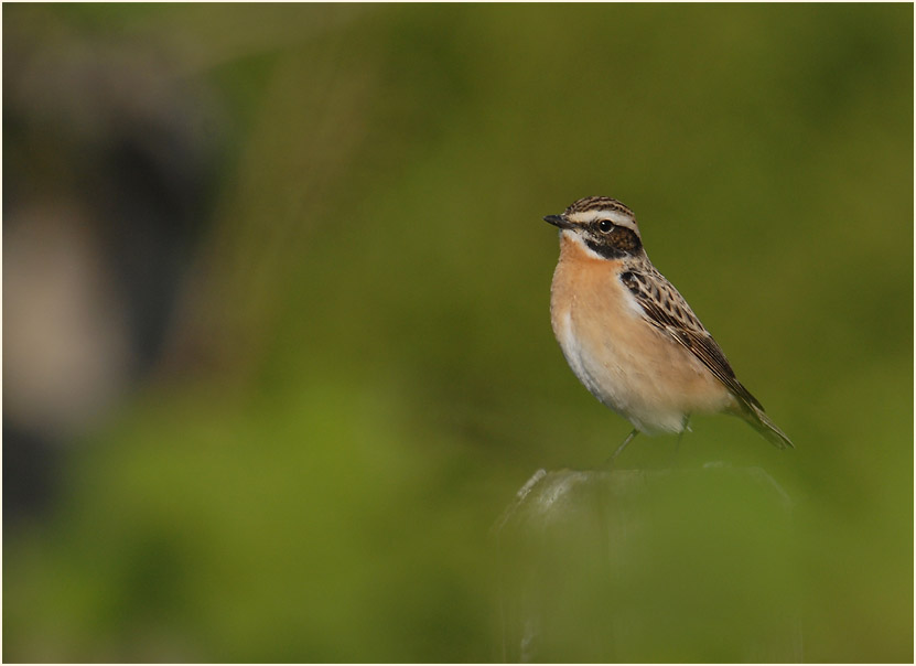 Braunkehlchen am R&uuml;ckhaltebecken n&auml;he Flughafen D&uuml;sseldorf