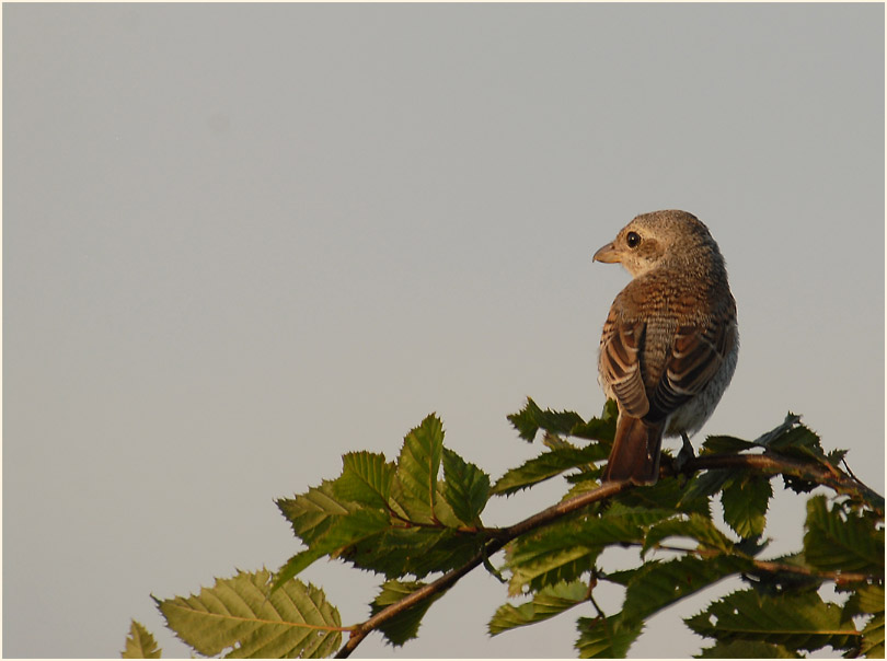 Neuntöter am Rückhaltebecken nähe Flughafen Düsseldorf