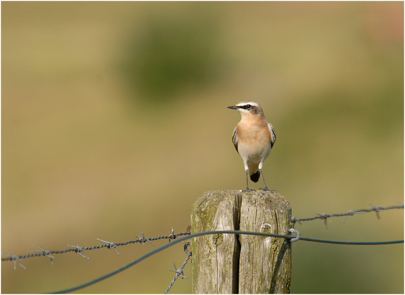 Steinschm&auml;tzer am R&uuml;ckhaltebecken n&auml;he Flughafen D&uuml;sseldorf