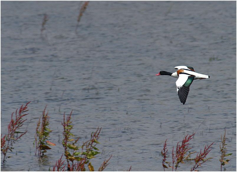 Brandgans am Rückhaltebecken nähe Flughafen Düsseldorf