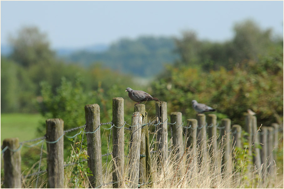 Hohltauben am Rückhaltebecken nähe Flughafen Düsseldorf