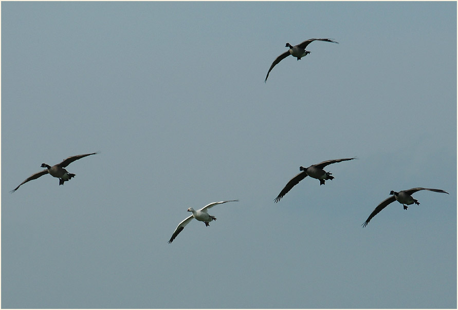 Schneegans in Kandadgansgruppe am Rückhaltebecken nähe Flughafen Düsseldorf