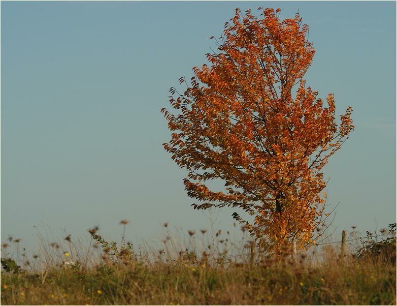 Herbst am Regenrückhaltebecken Flughafen Düsseldorf