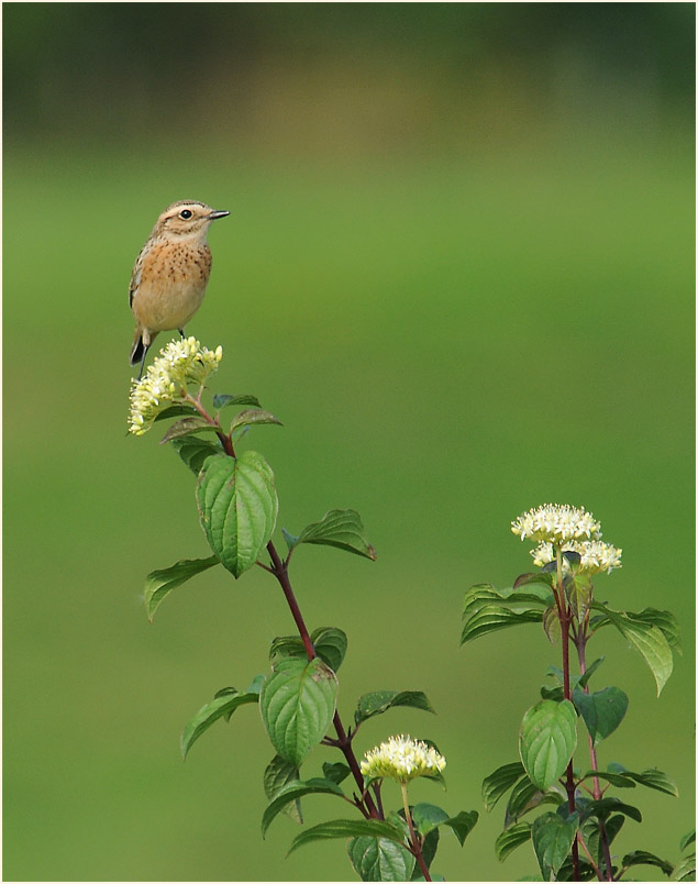 Braunkehlchen am Rückhaltebecken nähe Flughafen Düsseldorf
