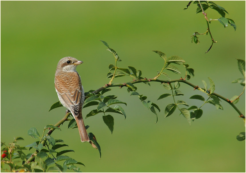 Neunt&ouml;ter am R&uuml;ckhaltebecken n&auml;he Flughafen D&uuml;sseldorf